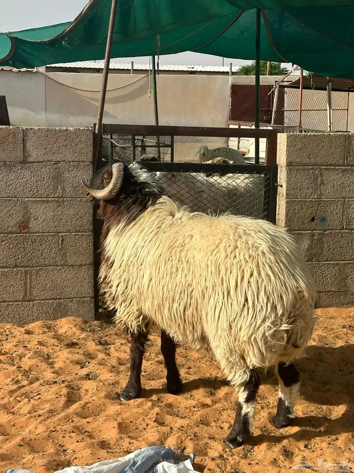 فحل نعيمي ثني شرط القريع 2