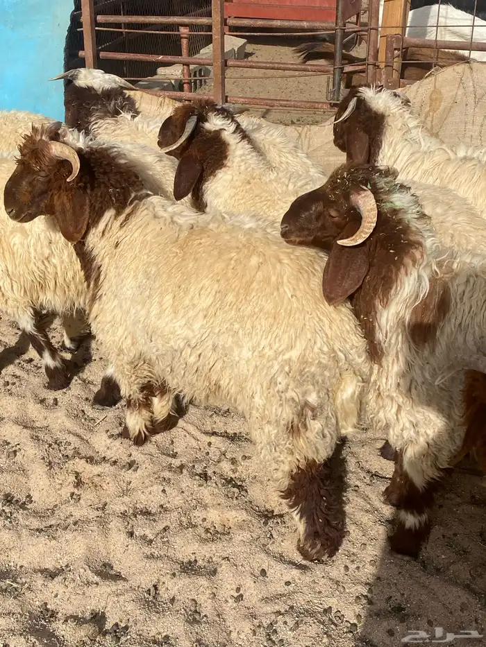 ذبايح ضحيئ 0