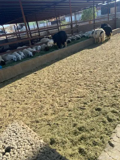 طليان نجد اضاحي 2