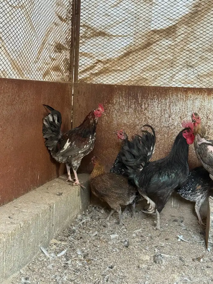 دجاج ماكنتوش 3