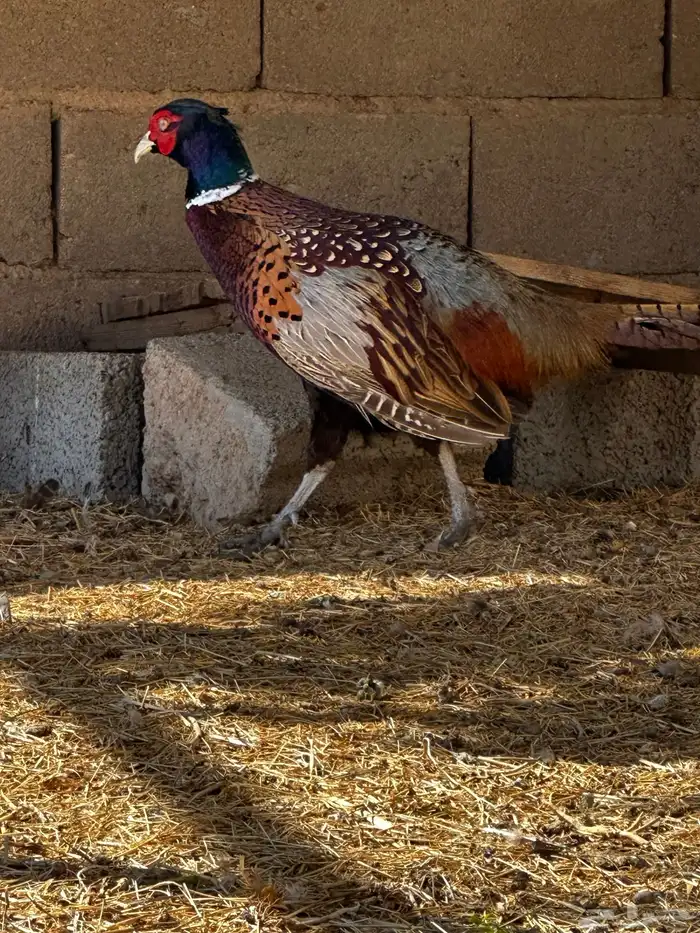 فزن فزنت أمريكي للبيع 15