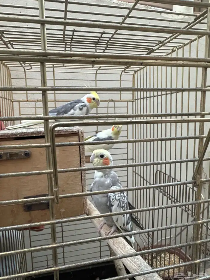 للبيع 3 كروان زوجين وابنهم للبيع المستعجل السبب بسافر 1