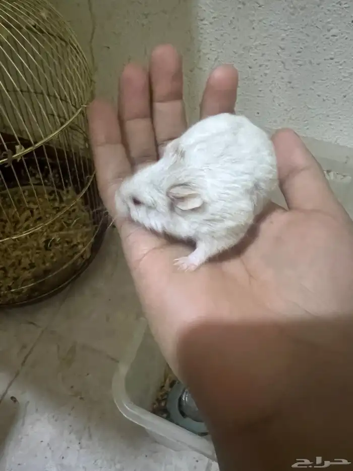 هامستر ب 20 ريال 15