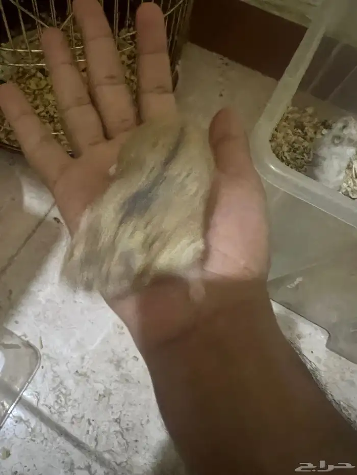 هامستر ب 20 ريال 9