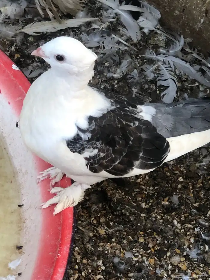 حمام 0