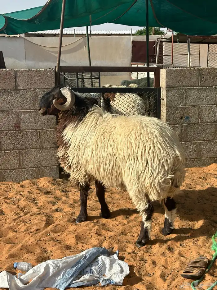 فحل نعيمي ثني شرط القريع 4