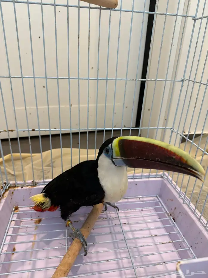 طير طوقان 0