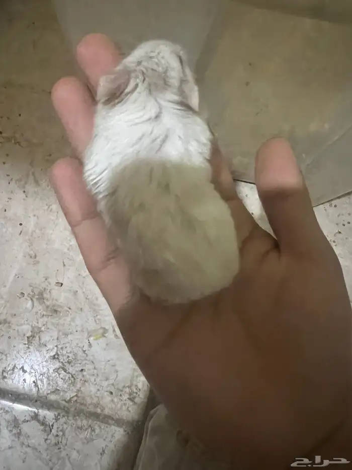هامستر ب 20 ريال 11