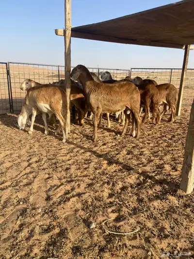 سواكن أضاحي طيبه 7