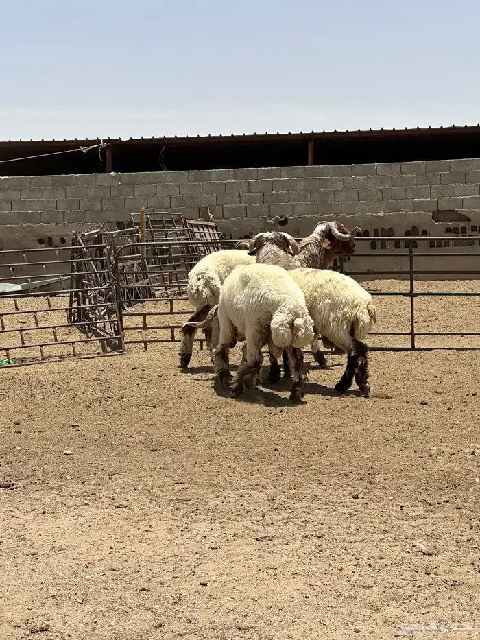 فحول أنعيم طيبه اللبييع 6