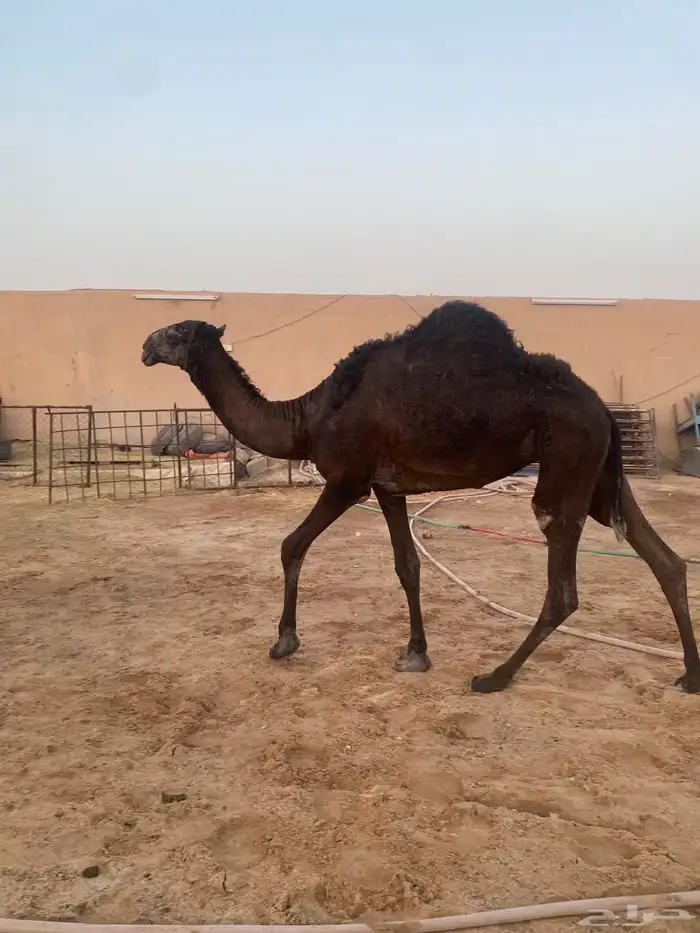 بكرتين ومفرود مزايين طيبه سومها 28600 4
