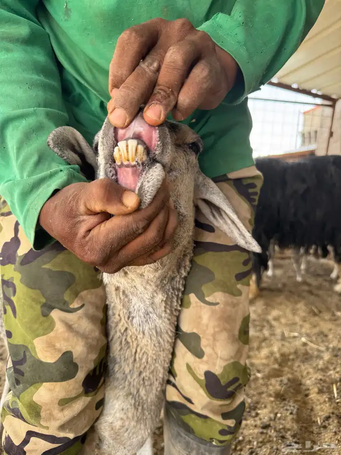 القصيم بريدة 6