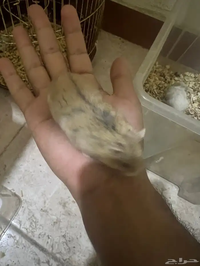 هامستر ب 20 ريال 10