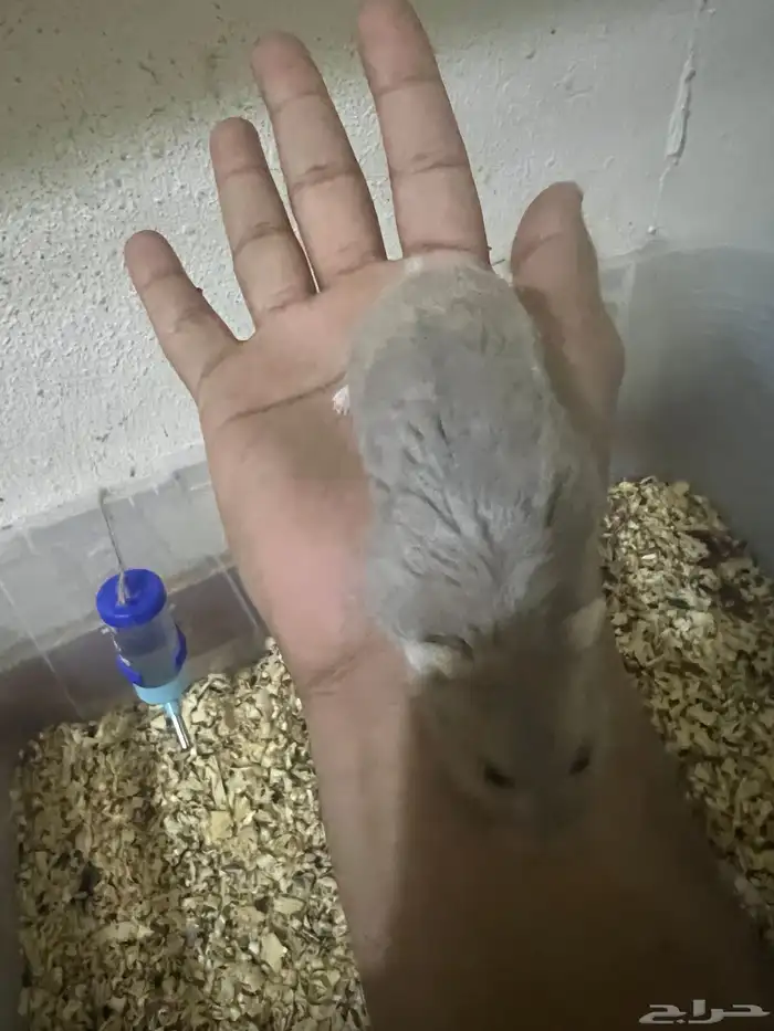 هامستر ب 20 ريال 18