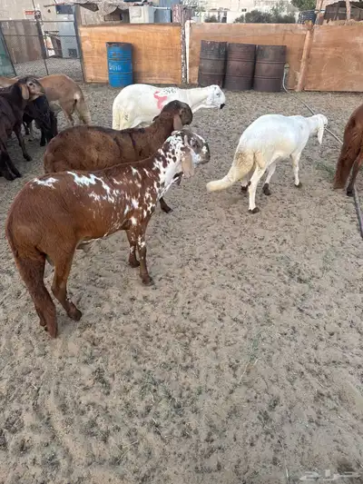 سواكني اضاحي 1