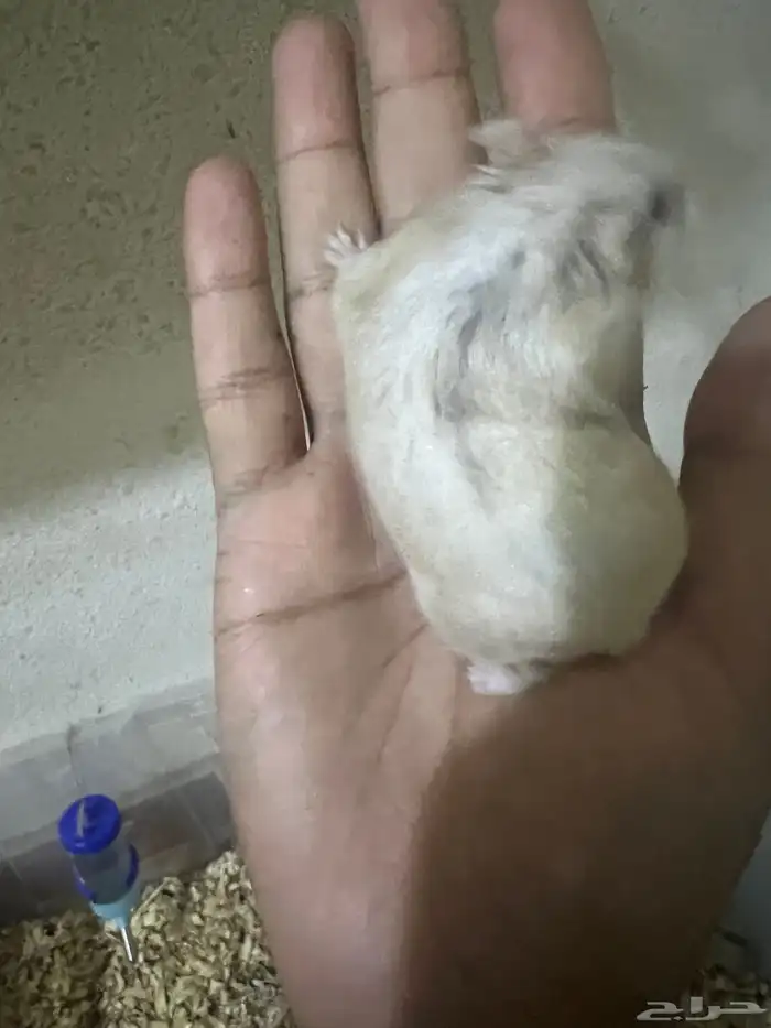 هامستر ب 20 ريال 25