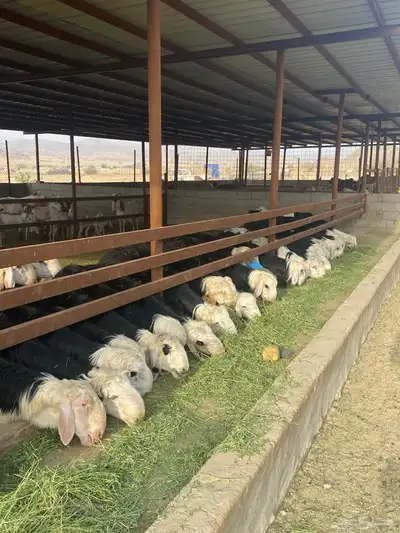 طليان نجد اضاحي 7