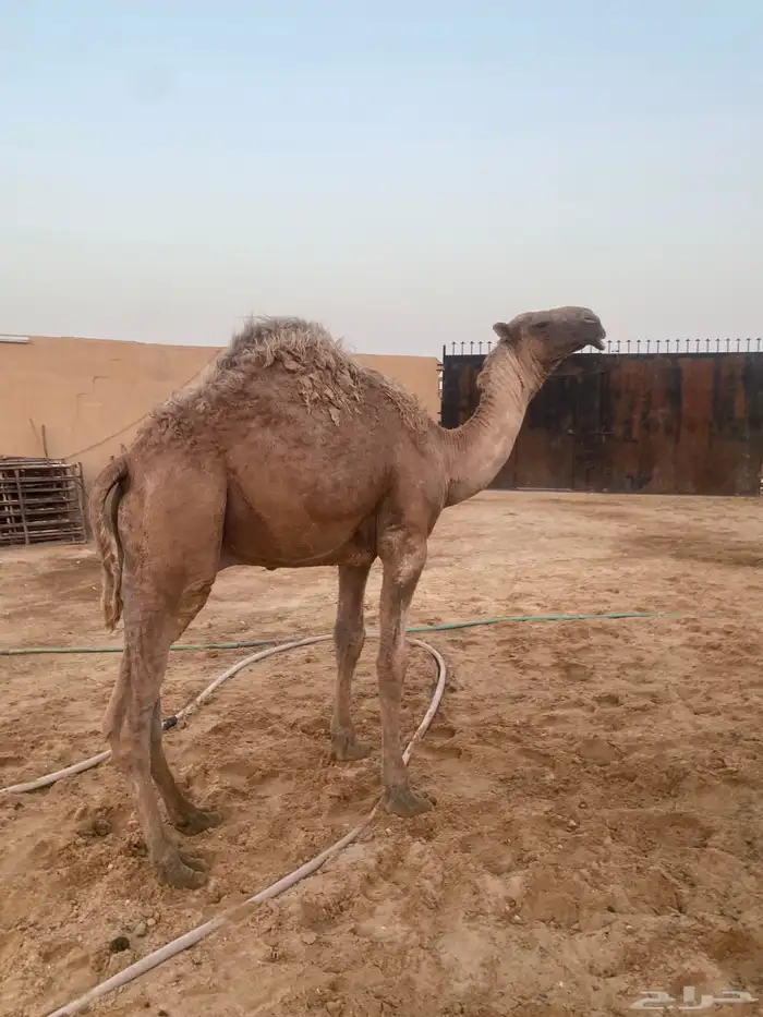 بكرتين ومفرود مزايين طيبه سومها 28600 1