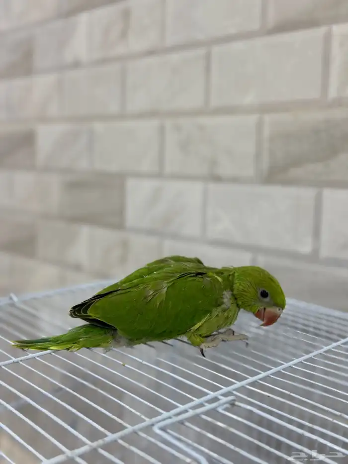 دره للبيع 2