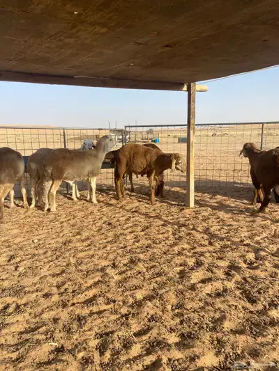 سواكن أضاحي طيبه 4