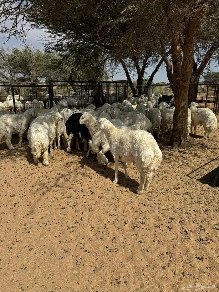طليان ورخال ضحايا شي طيب 6