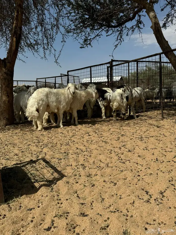 طليان ورخال ضحايا شي طيب 7