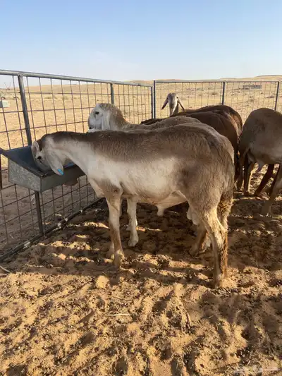 سواكن أضاحي طيبه 1