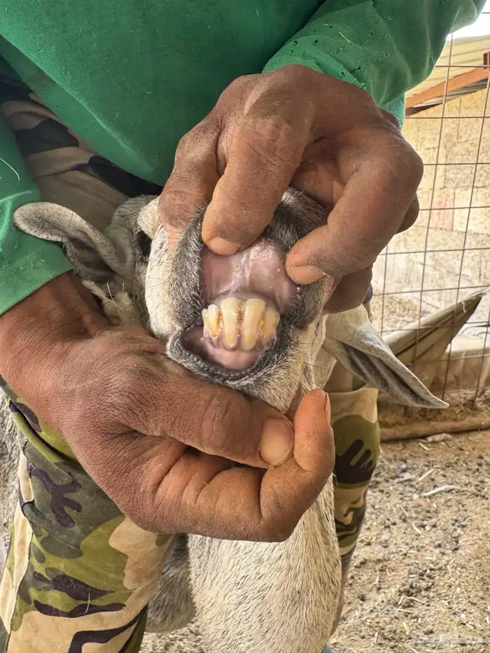 القصيم بريدة 5