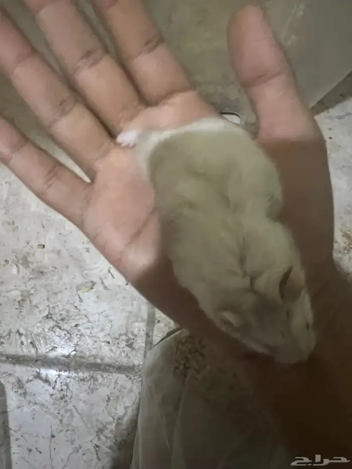 هامستر ب 20 ريال 20