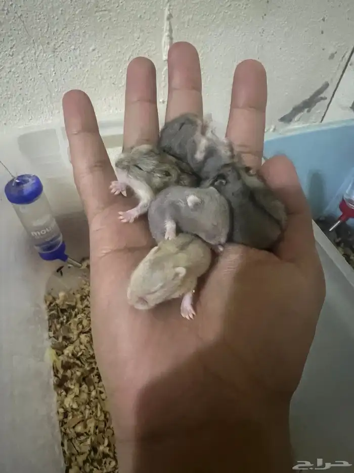 هامستر ب 20 ريال 2