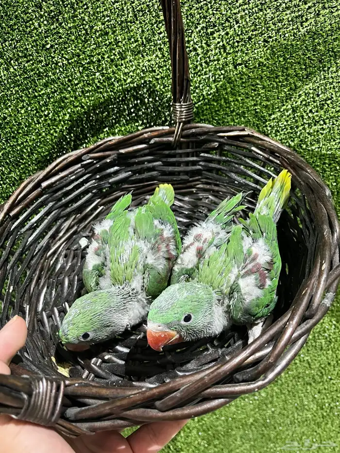 فرخين دره نيبالي 1