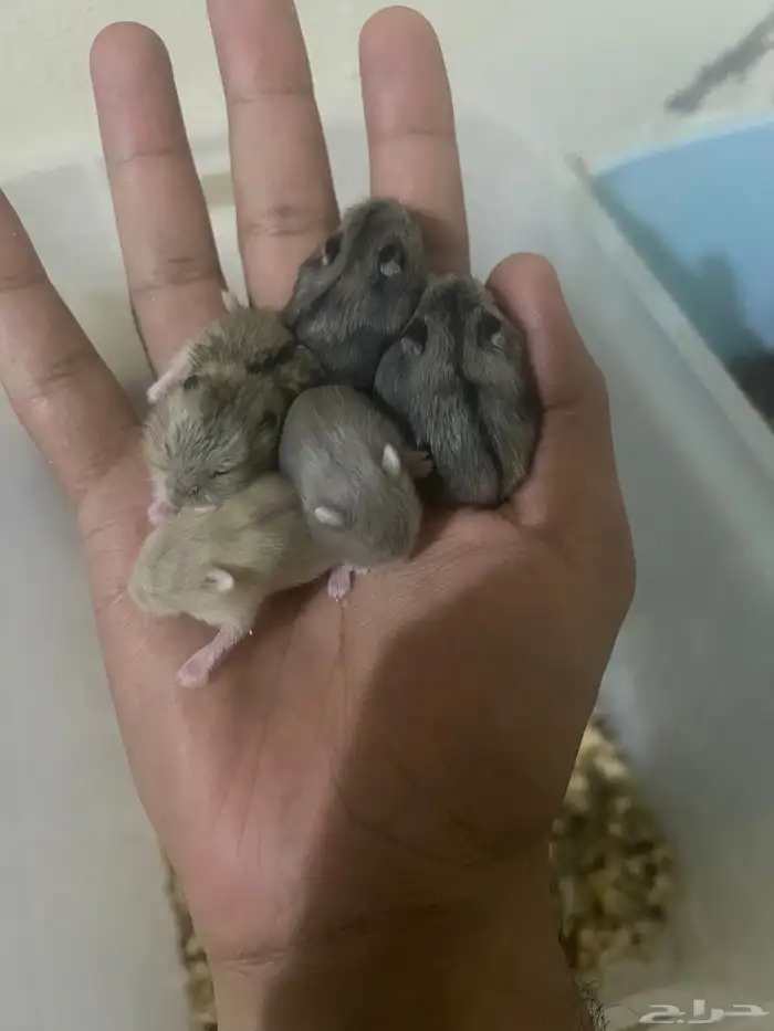 هامستر ب 20 ريال 1