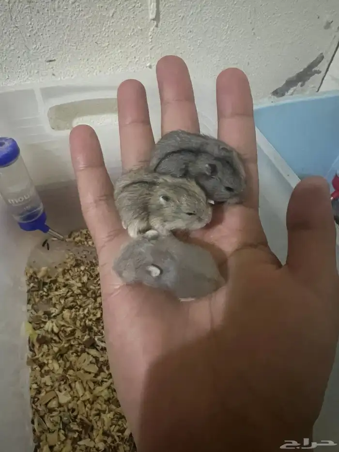 هامستر ب 20 ريال 4