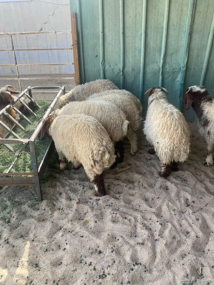 ذبايح ضحيئ 4