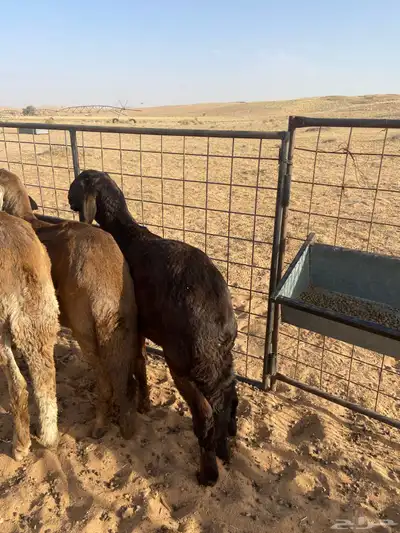 سواكن أضاحي طيبه 10
