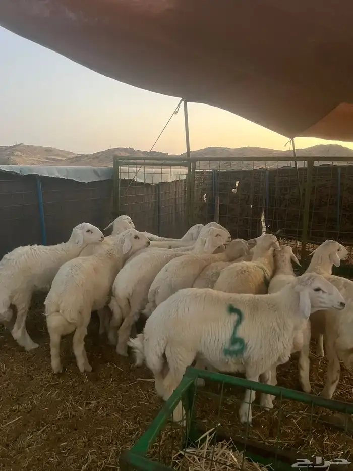 اضاحي 0