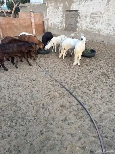سواكني اضاحي 2