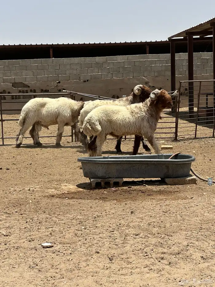 فحول أنعيم طيبه اللبييع 3
