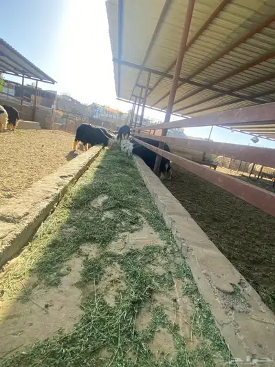 طليان نجد اضاحي 3