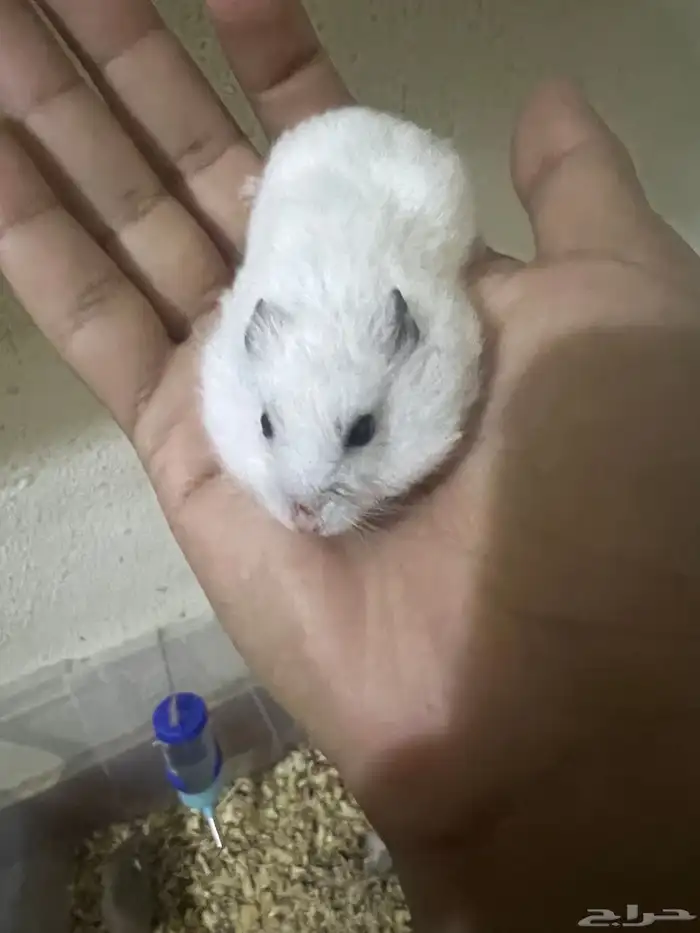 هامستر ب 20 ريال 29