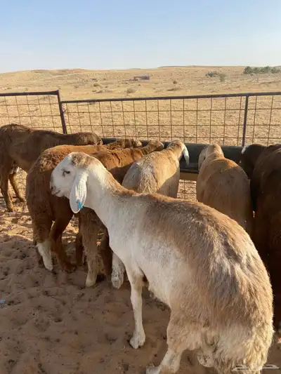 سواكن أضاحي طيبه 11