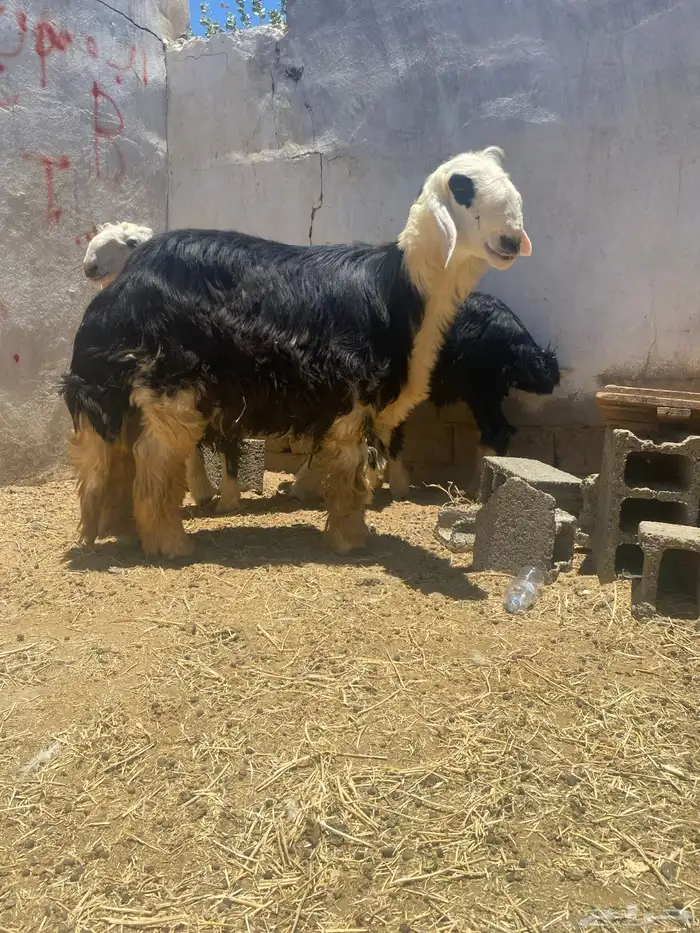 طلي فروع نجدي عمره 9 شهور 1