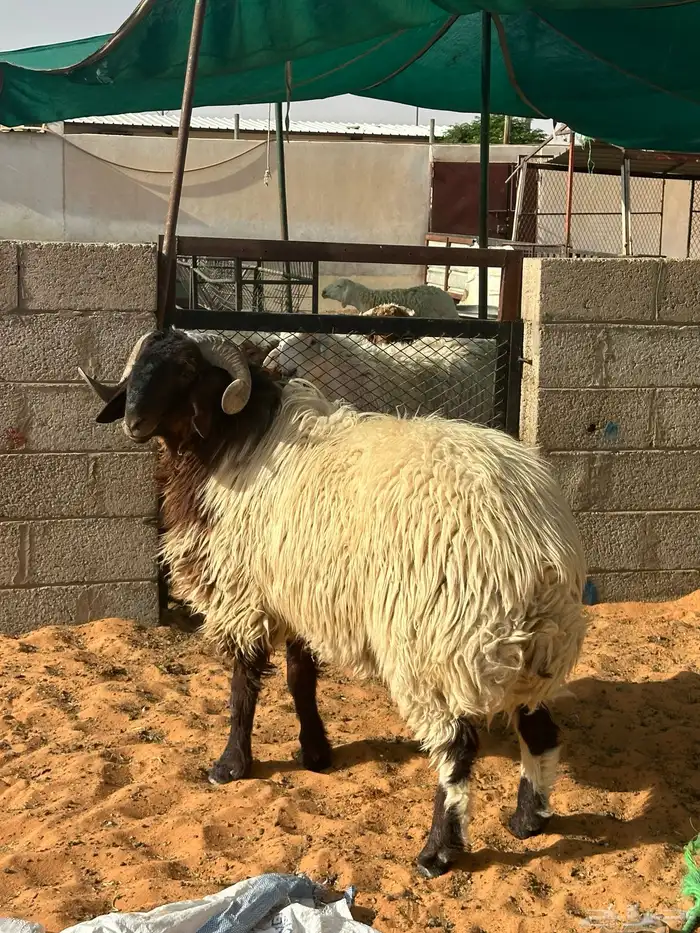 فحل نعيمي ثني شرط القريع 0