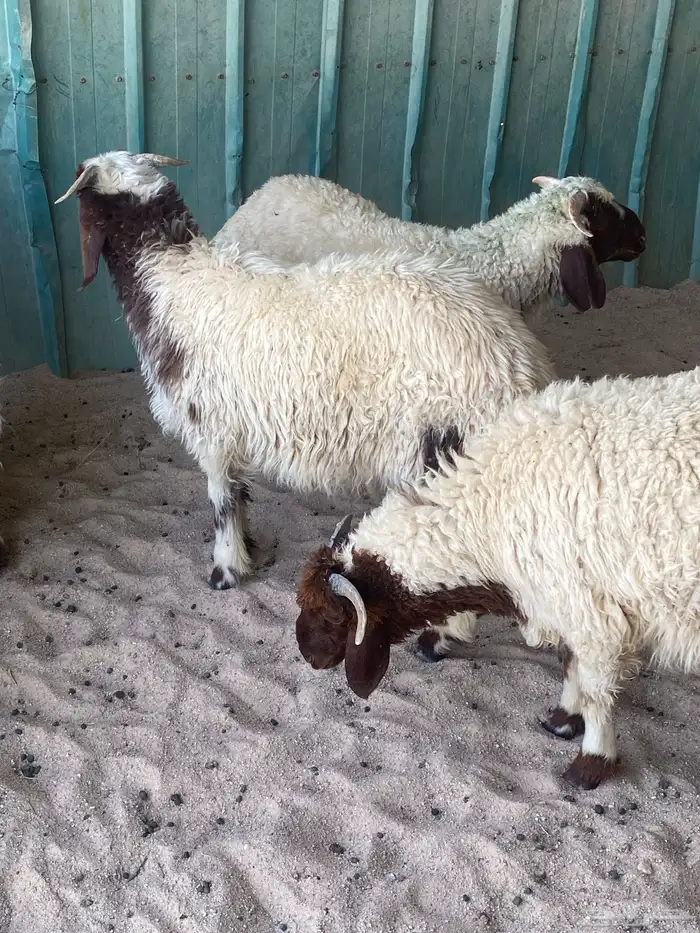 ذبايح ضحيئ 5