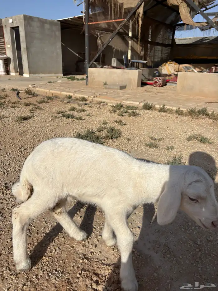 للبيع داغور حري 1