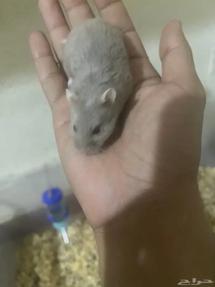 هامستر ب 20 ريال 17