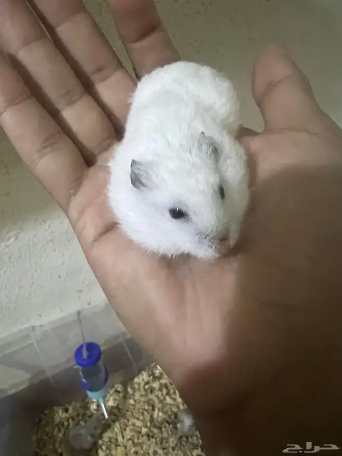 هامستر ب 20 ريال 26