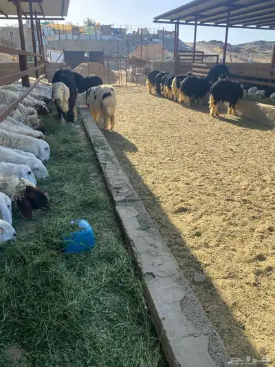 طليان نجد اضاحي 0