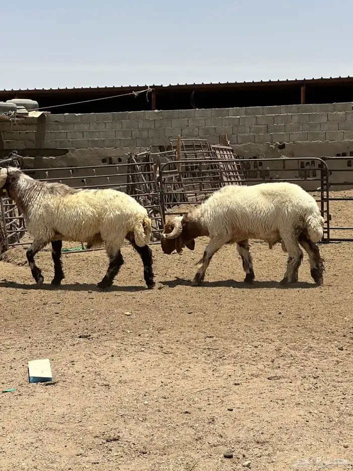 فحول أنعيم طيبه اللبييع 8