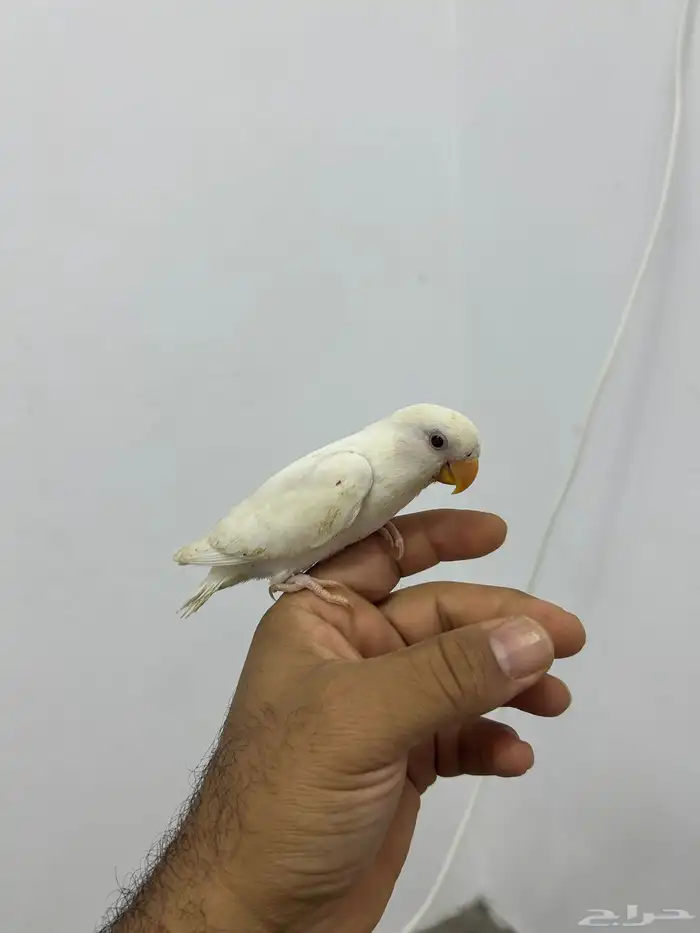 للبيع بلبول حساوي و روز 1